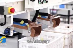 沾化冬枣：进行产品分级 利于优质优价图片