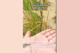 男子称在海边发现稻谷寄往研究所，责任心就是宝贵的金种子图片