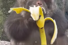 宁波断臂猴子“星星”因“慈眉善目”走红，游客：它被师太喂养十余年，会因抢贡品吃同和尚干仗图片