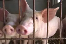 德州武城：生猪扭亏为盈 养殖场补栏积极性提高图片