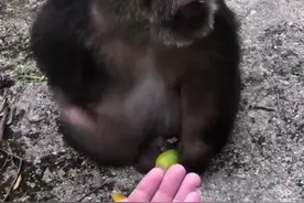 独臂猴被寺庙收留成“网红”，当地林业局：猴子被照顾得不错暂不打算接它走图片