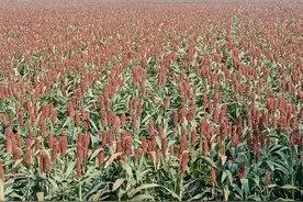 东北红高粱在苏北扎根结实 泗洪县界集镇：千亩红高粱 火红丰收景图片