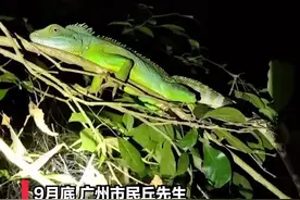 市民在从化拍到长鬣蜥？专家：曾被认定在广州野外绝迹图片
