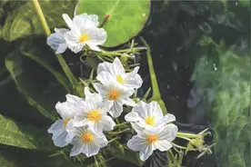 待到海菜花重绽 他在丛中笑图片