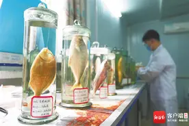 海南周刊 | 一条鱼的“重生”图片