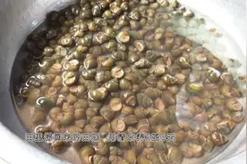 马帮名菜——爆炒螺蛳图片