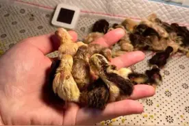 “世界上最小的鸡”走红，到底是什么“鸡”图片