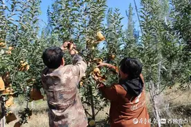 壹图集｜角峪镇兴隆村苹果丰收采摘忙图片