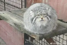 太突然！网红“狲思邈”没了……图片