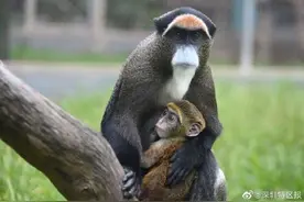 深圳野生动物园德氏长尾猴喜添第三胎猴宝宝图片