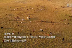 千城胜景｜秋到草原牛羊肥图片