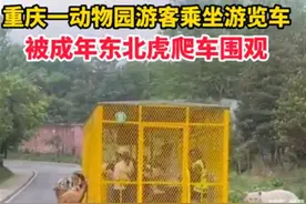游客乘坐铁笼车遭东北虎围观，刺激之余莫忘安全图片