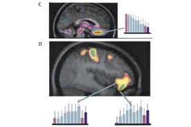 “吃饱饭后还有第二个胃来装甜点”，竟然是真的图片