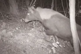 浙江一地发现神奇动物！名字难倒一堆人……图片