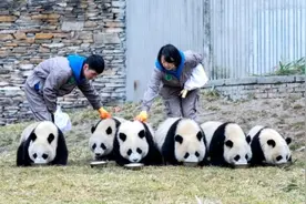 全球圈养大熊猫种群数量达到673只 十年增长近一倍图片