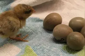 实现“吃蛋自由”？“世界上最小的鸡”芦丁鸡的养殖技术来了图片