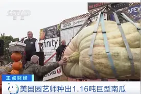 1.16吨南瓜刷新美国最重南瓜纪录图片