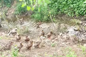 散文丨家乡的那条小河图片