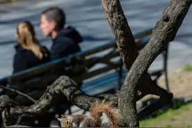 英媒：挠痒痒为何会传染？图片