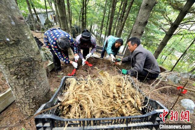 人参苗适合什么季节种植（湖北保康县人参试种成功）