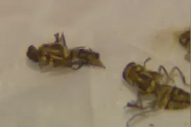 不明飞虫现身家中 园林专家释疑解惑图片