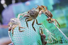 高温大“烤”，如何科学养殖大闸蟹？图片