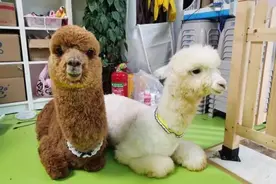 异宠市场日渐火爆，但背后的风险你不能忽略图片