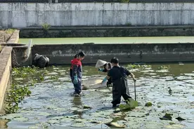 杭州人秋补是不是都吃甲鱼？杭州本塘甲鱼基地这一幕看笑了：甲鱼们保持队形晒太阳图片