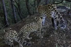 “三豹同框”！东北虎豹国家公园成“乐园”图片