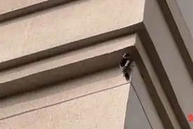 太拼了！啄木鸟把道里区一居民楼外墙啄出洞，专家这样说……图片