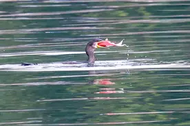 好景山东｜身手敏捷！济南大明湖的鸬鹚捕鱼忙，一口一个真带劲图片