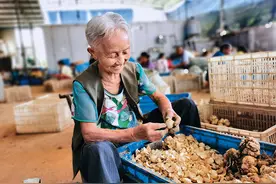 瞭望 | 开在湘西大山的小百合长成了大产业图片