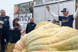 美国男子种出重1161千克大南瓜 刷新美国纪录图片