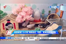 新晋宠物“小小鸡”走红，每天可以定时“收鸡蛋”？专家不提倡图片