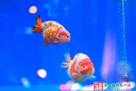 好逍遥！1分钟！央视关注福州这张“会动的名片”图片