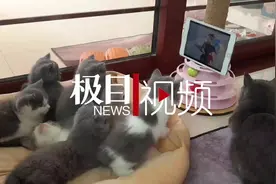 7只萌猫全神贯注看《猫和老鼠》引热议，主人：家里有22只猫图片