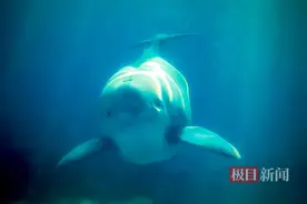 这个备受瞩目的“小胖胖”叫什么名字，10月24日正式公布图片