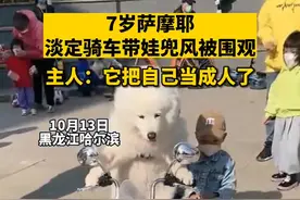 萨摩耶犬淡定开玩具车带男孩兜风，主人：它把自己当作人了图片