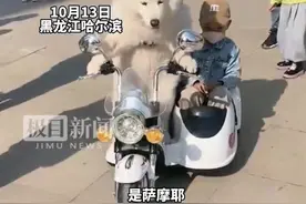 萨摩耶犬淡定开玩具车带男孩兜风，主人：它把自己当作人了图片