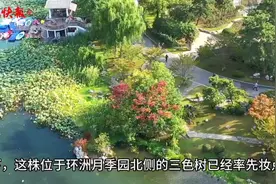 秋妆初彩！南京玄武湖三色树变色了图片