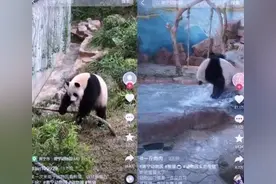 南宁动物园没有正经动物？背后原因值得反思图片