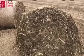 视频丨你见过秸秆机械化打捆吗？原来是这样……图片