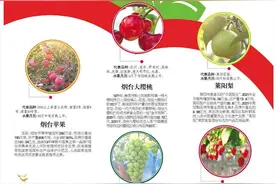 鲜美烟台，仙果飘香！齐鲁壹点为你盘点烟台特色水果图片