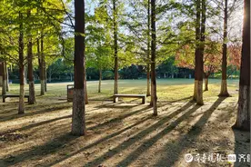 济南植物园的秋色渐浓图片