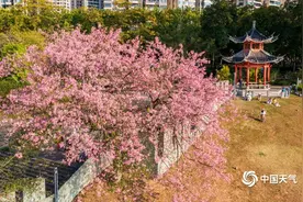 广西南宁异木棉热情绽放 粉若云霞图片
