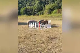 大学生野餐食物被散养猪吃掉，当事人：又吃惊又好笑，没要猪主人赔偿图片