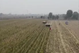 遍地金黄映秋色 陕西阎良13万亩玉米迎丰收图片