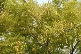 挤油，打瓦，扔行头图片