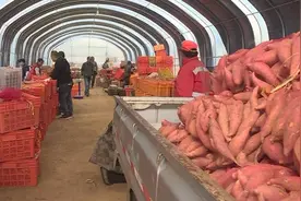 威海市环翠区：“地瓜村”种的一烤就流油的烟薯火了图片