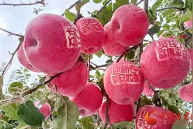 静宁：苹果飘香挂满枝 映红百姓致富路图片